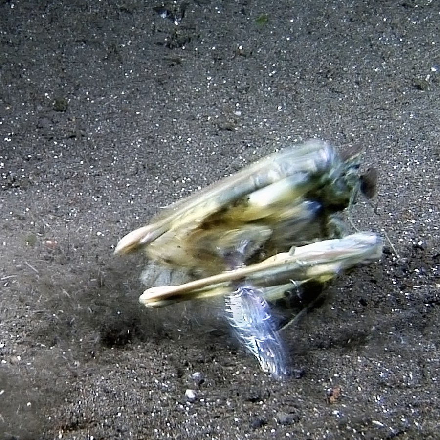 Video of mantis shrimp catching a fish