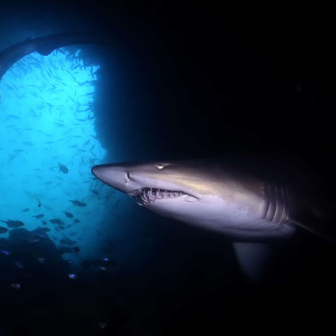 Underwater Stock Footage in 1080p