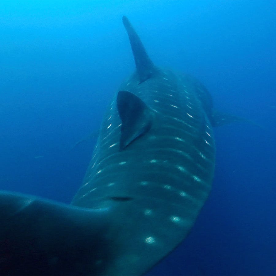 Short film about the environmental and ecological threats to the Galapagos Islands