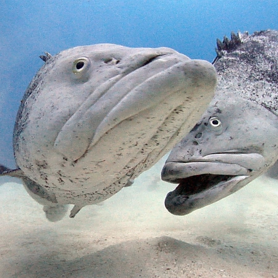 Underwater stock footage video of the Cod Hole dive site, on Australia's Great Barrier Reef.