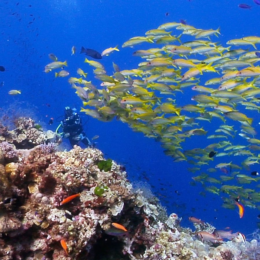 Underwater video footage of the Ribbon Reefs (Great Barrier Reef, Australia)
