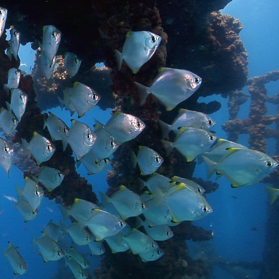 Video with underwater footage showing a scuba diver's view of the marine life on the wreck of the HMAS Brisbane on Queensland's Sunshine Coast (Australia)
