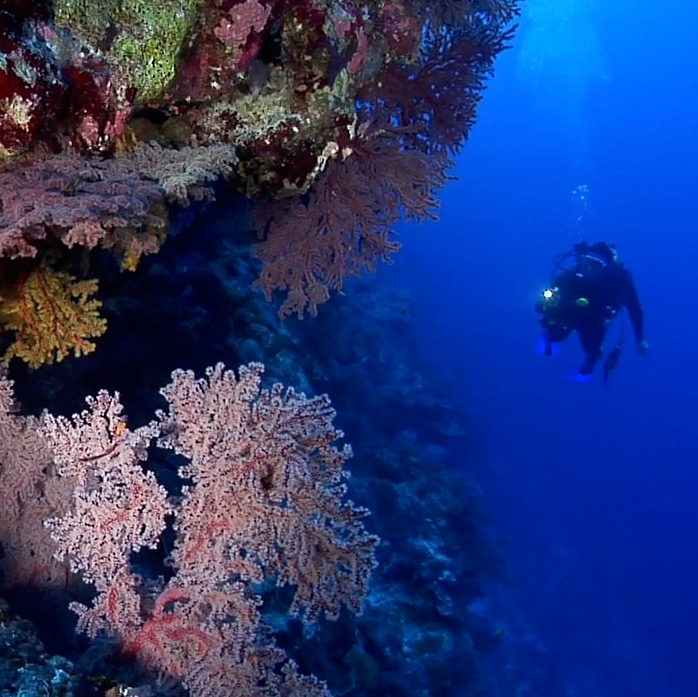 Protect Our Coral Sea (underwater video footage)