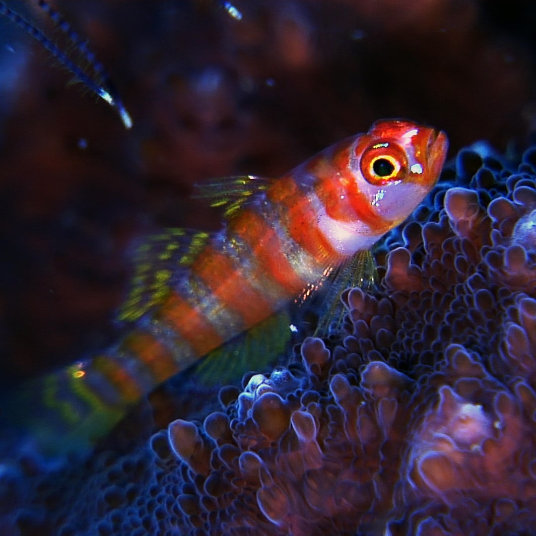 Underwater video stock footage of the scuba diving experience in Alor and Flores (Indonesia)