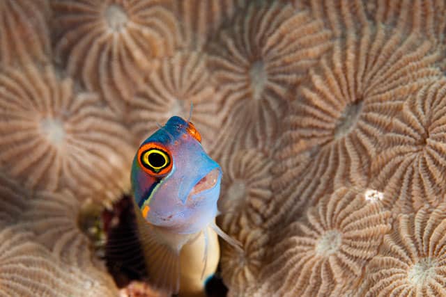 Underwater videos featuring marine life