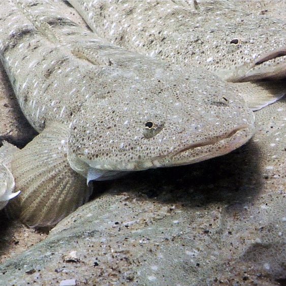 Underwater video footage from the Noosa River