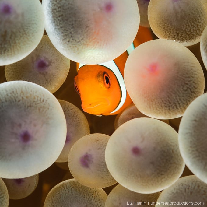 Juvenile anemonefish (clownfish) hiding and peeking out