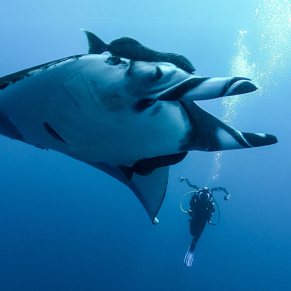 Marine life of the Socorro Islands (Revillagigedo Archipelago): 4K underwater video & species shot list. Professionally filmed on location in March 2017...