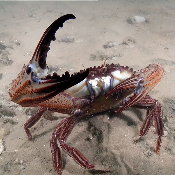 Cooloola Underwater Biodiversity Assessment