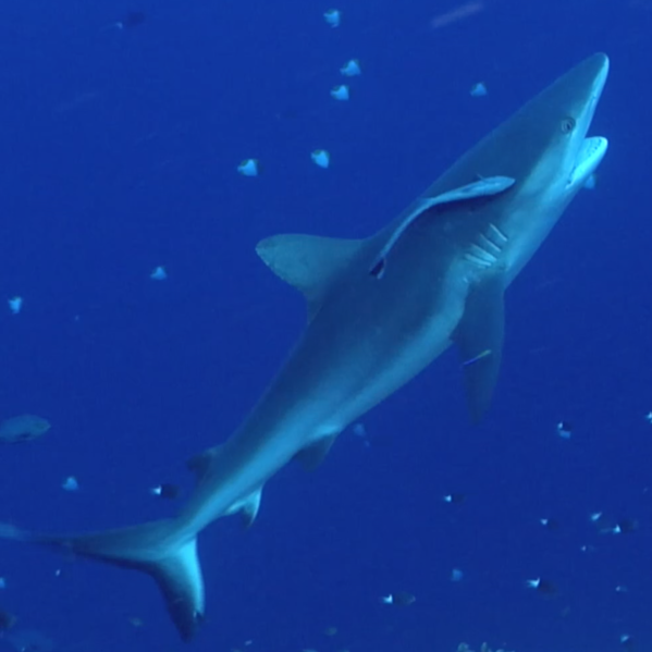 Grey reef shark cleaning station