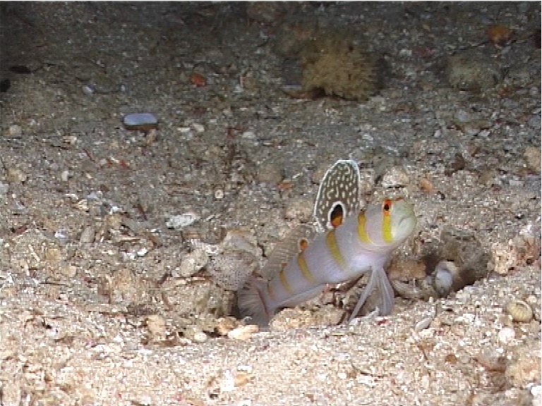 Randalls shrimpgoby, Amblyeleotris randalli, UP10392