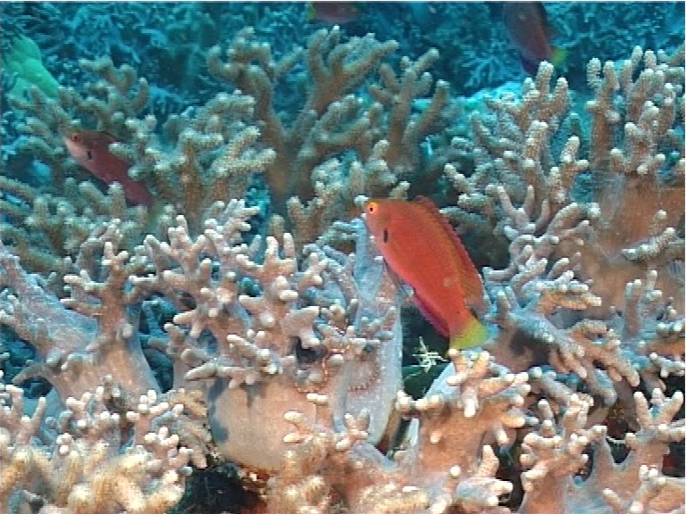 Dotted wrasse hovering, Cirrhilabrus punctatus, UP11182