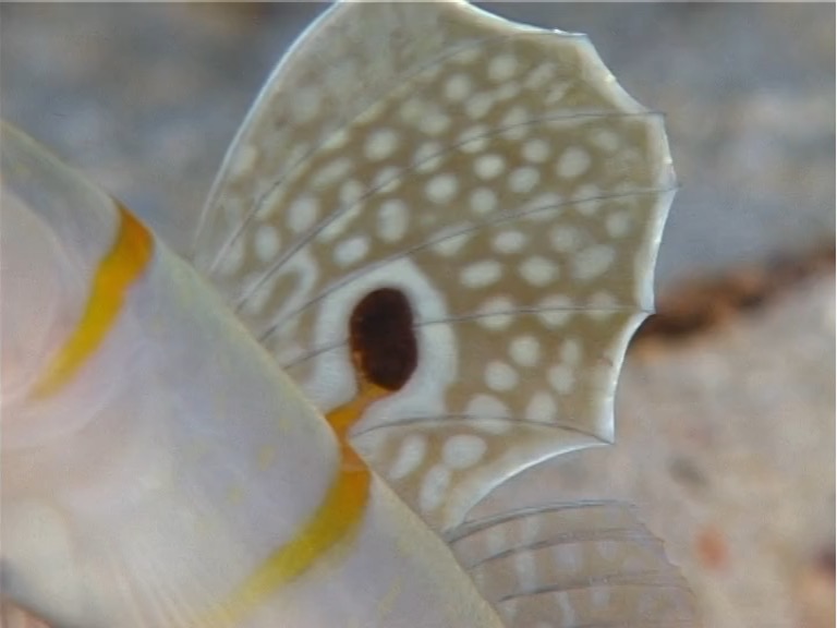 Randalls shrimpgoby, Amblyeleotris randalli, UP12271