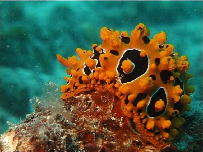 Lumpy yellow eyespot slug, Phyllidia ocellata, UP12923