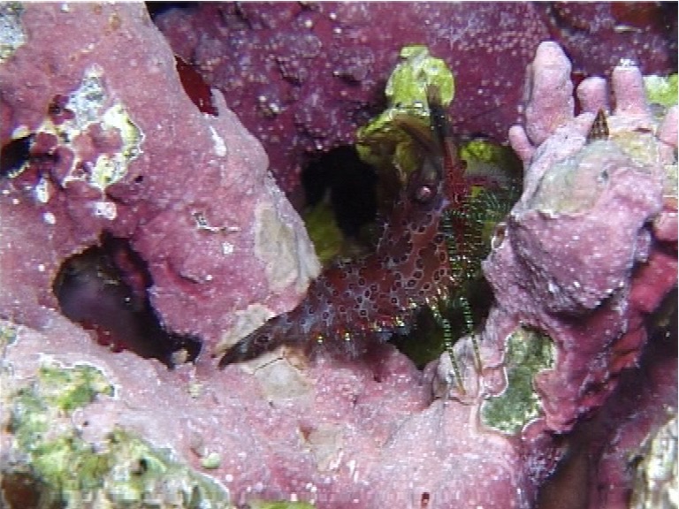 Stock footage of Green leg marbled shrimp walking at night, Saron 