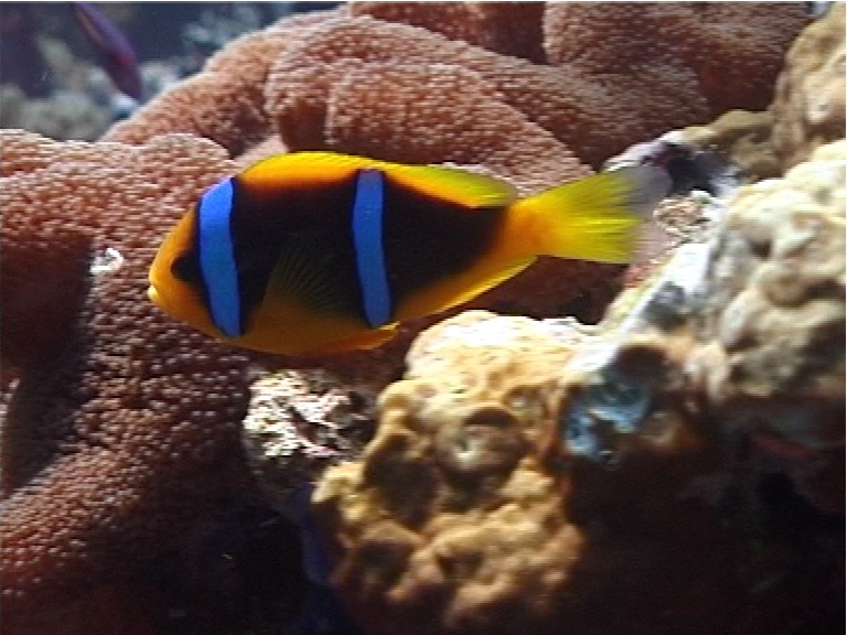 Orangefin anemonefish swimming, Amphiprion chrysopterus, UP1637