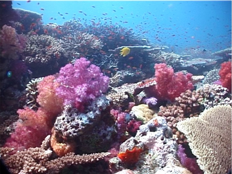 Ocean scenery on shallow coral reef, UP1647