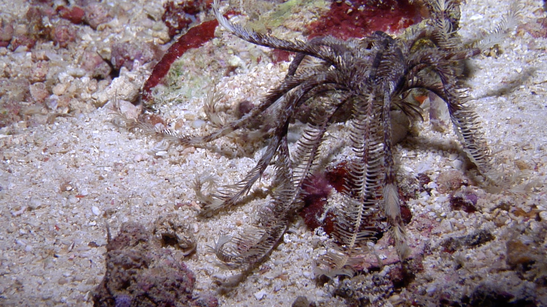 Brown and white crinoid walking at night, Liparometra regalis HD, UP16525