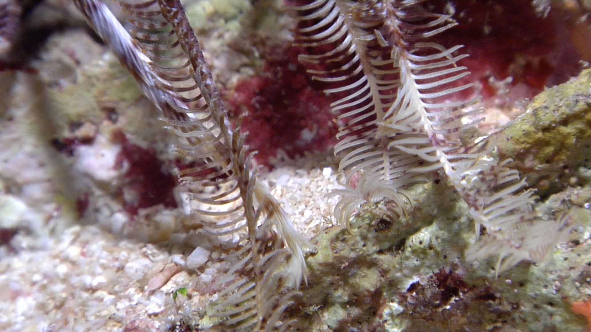 Brown and white crinoid walking at night, Liparometra regalis HD, UP16526