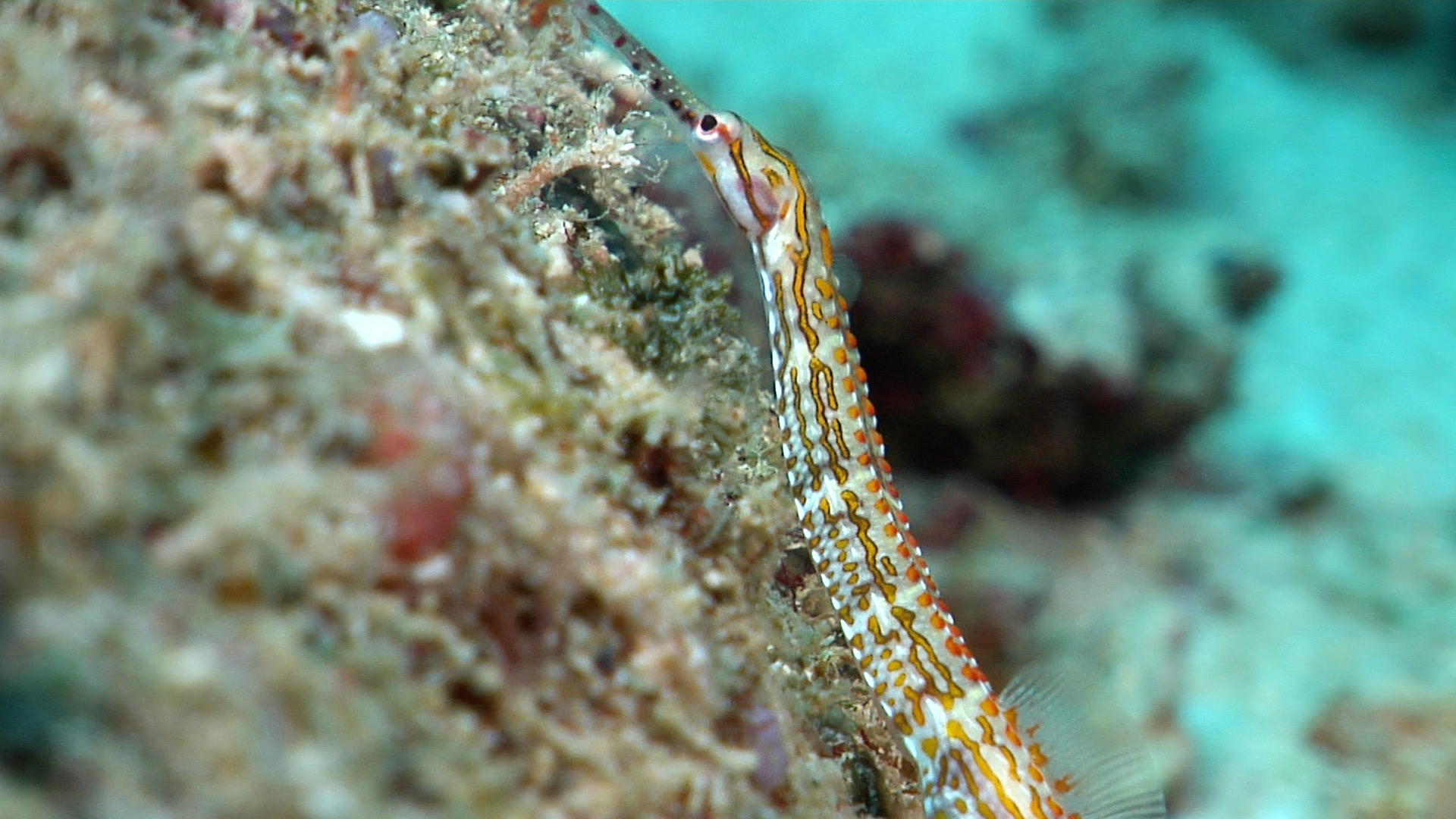 Orange-spotted pipefish looking around, Corythoichthys ocellatus HD, UP16953