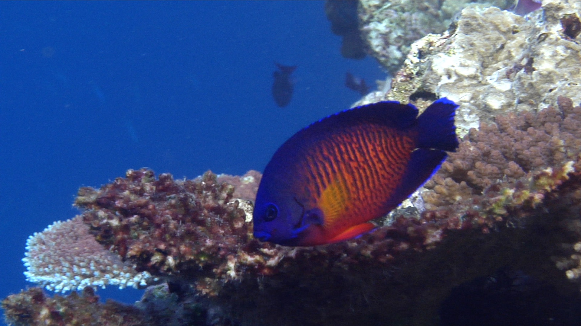 Bi-spine angelfish swimming, Centropyge bispinosa HD, UP17148