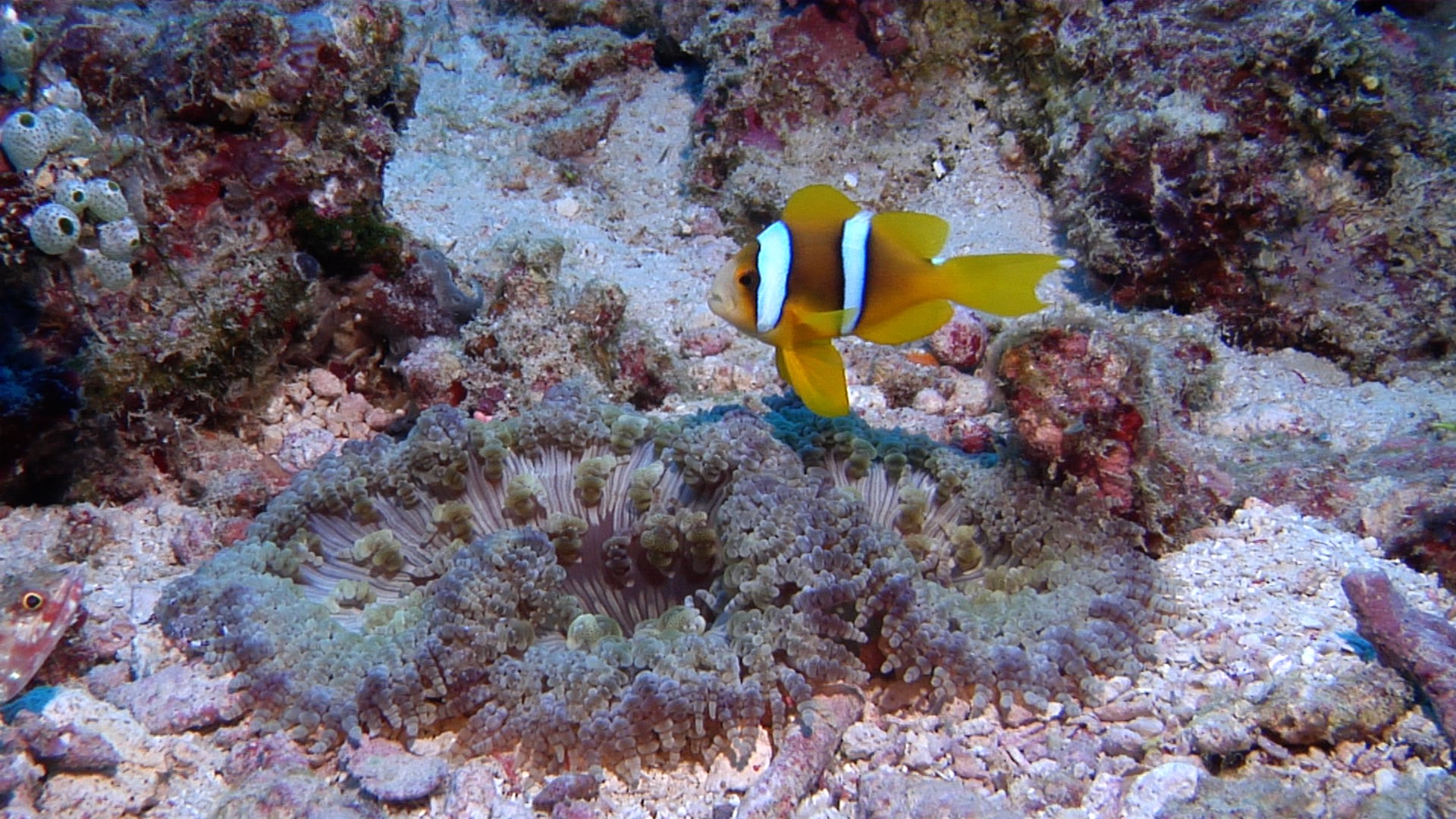 Juvenile Orangefin anemonefish swimming, Amphiprion chrysopterus HD, UP17473
