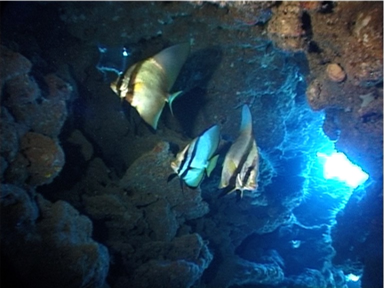 Longfin batfish swimming and schooling in swimthrough, Platax pinnatus, UP1903