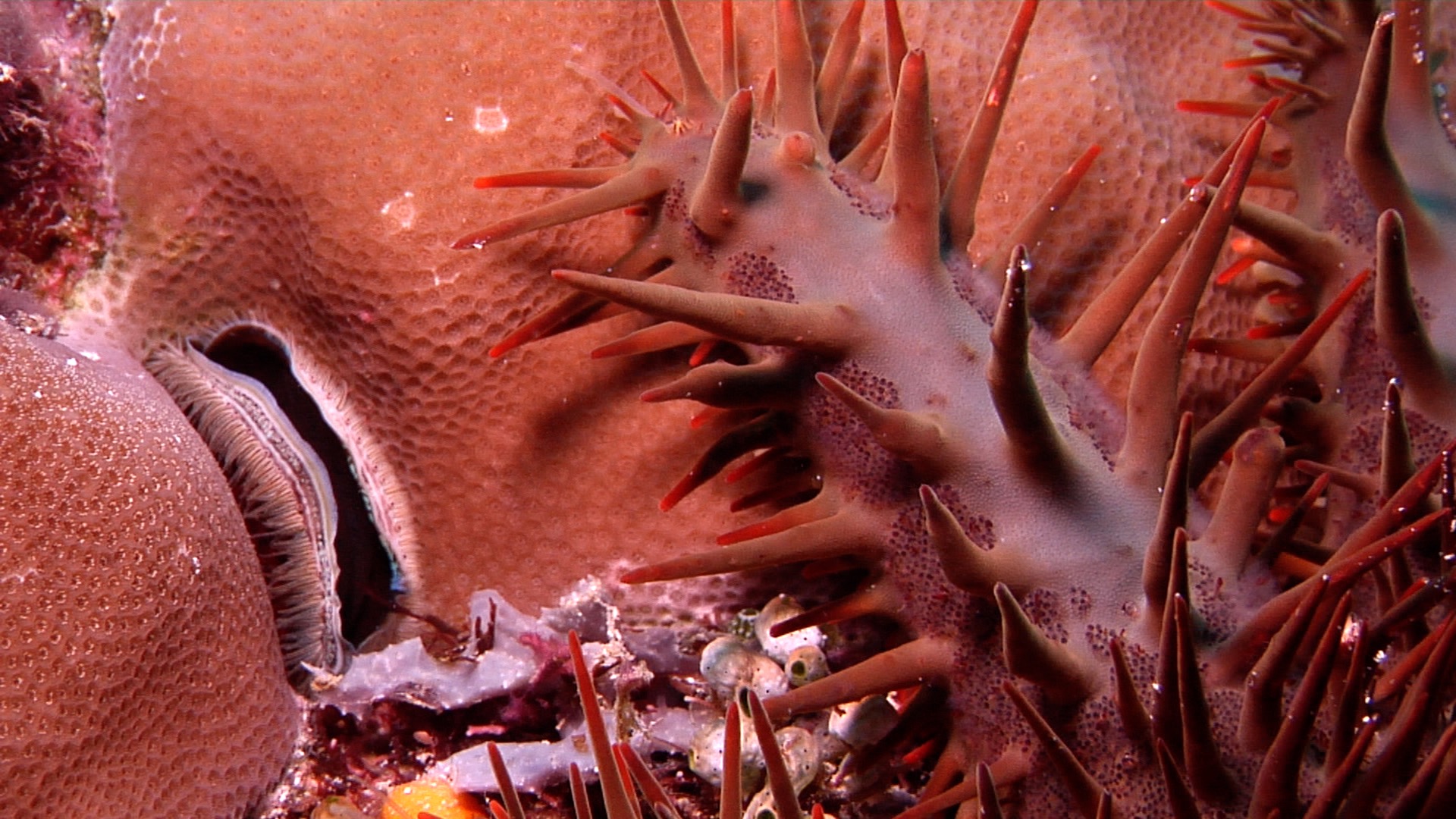 Crown of thorns starfish walking, Acanthaster planci HD, UP19132