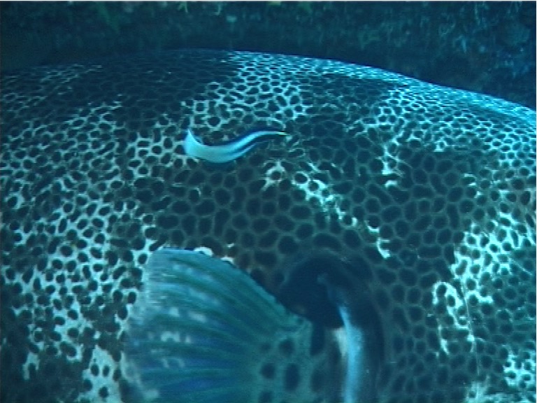 Star puffer cleaning and being cleaned, Arothron stellatus, UP1935