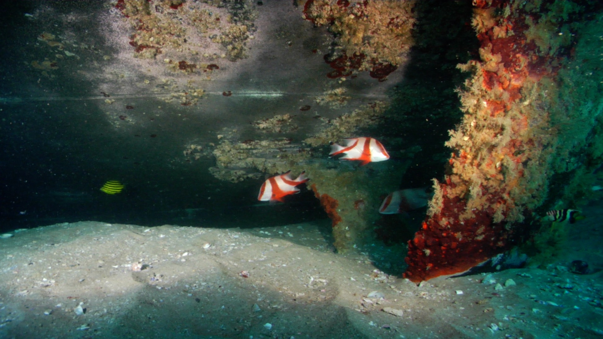 Red emperor swimming on wreckage, Lutjanus sebae HD, UP19619