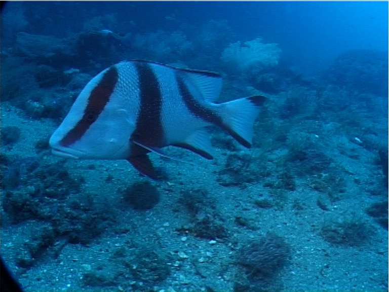 Red emperor swimming, Lutjanus sebae, UP1970