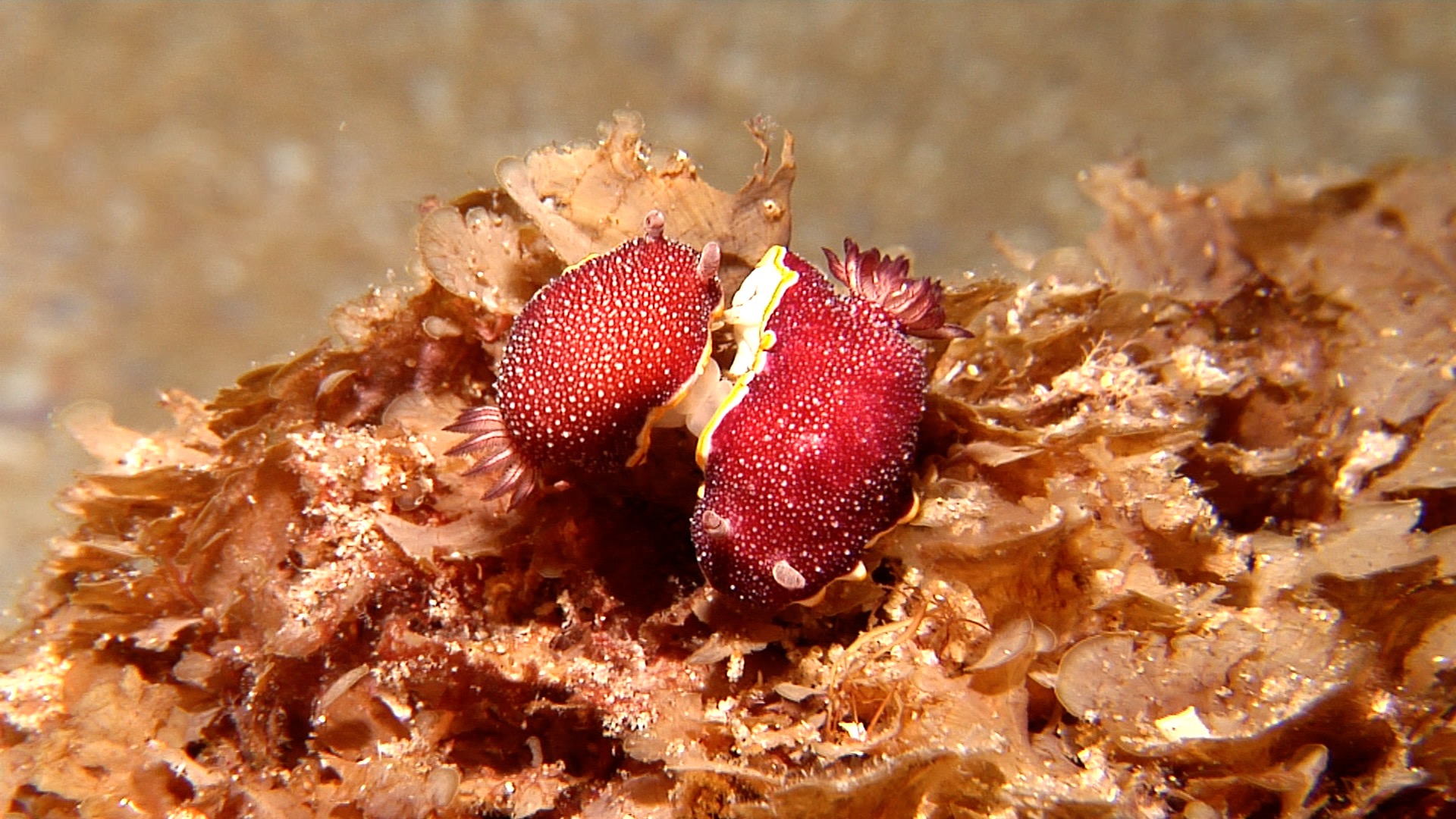 Red-netted slug mating at night, Chromodoris tinctoria HD, UP20403