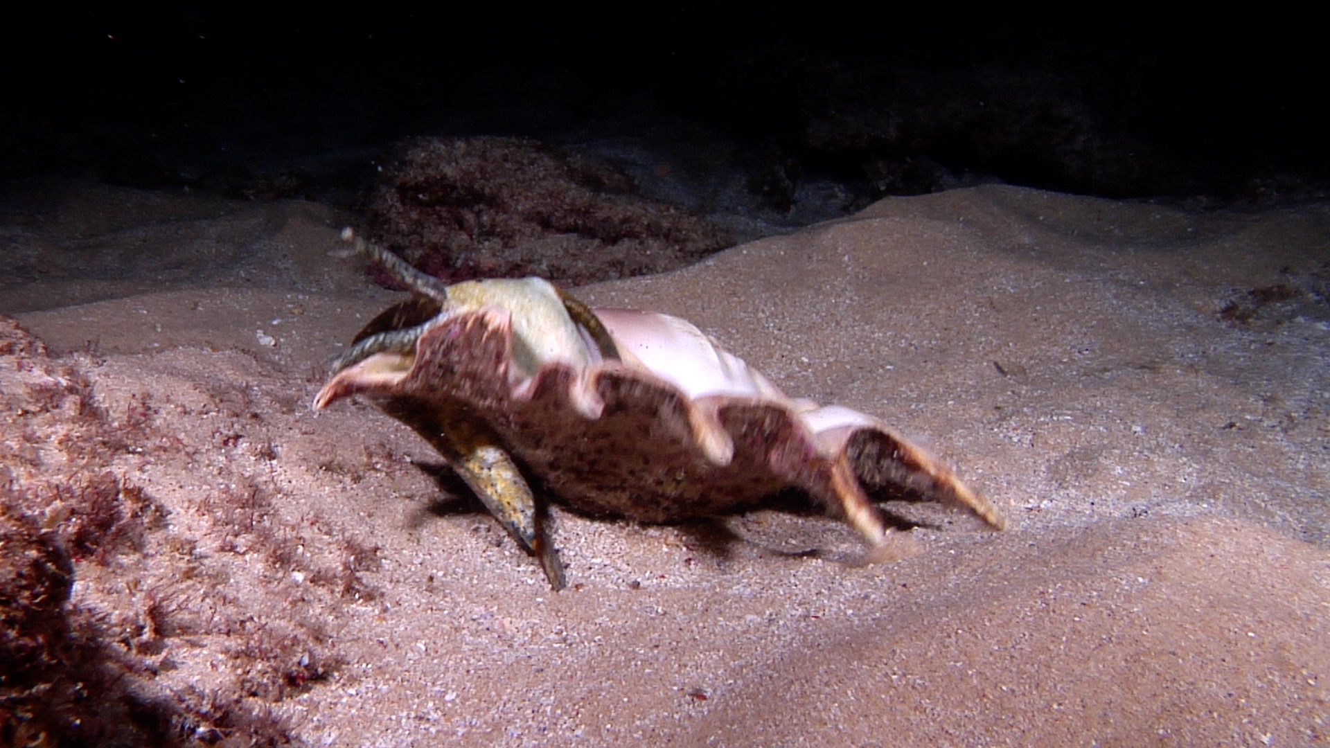 Giant spider stromb turning around at night, Lambis truncata HD, UP20666