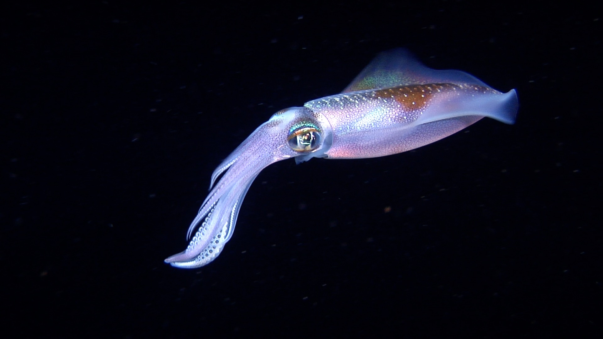 Reef squid swimming in blackwater at night, Sepioteuthis lessoniana HD, UP20670
