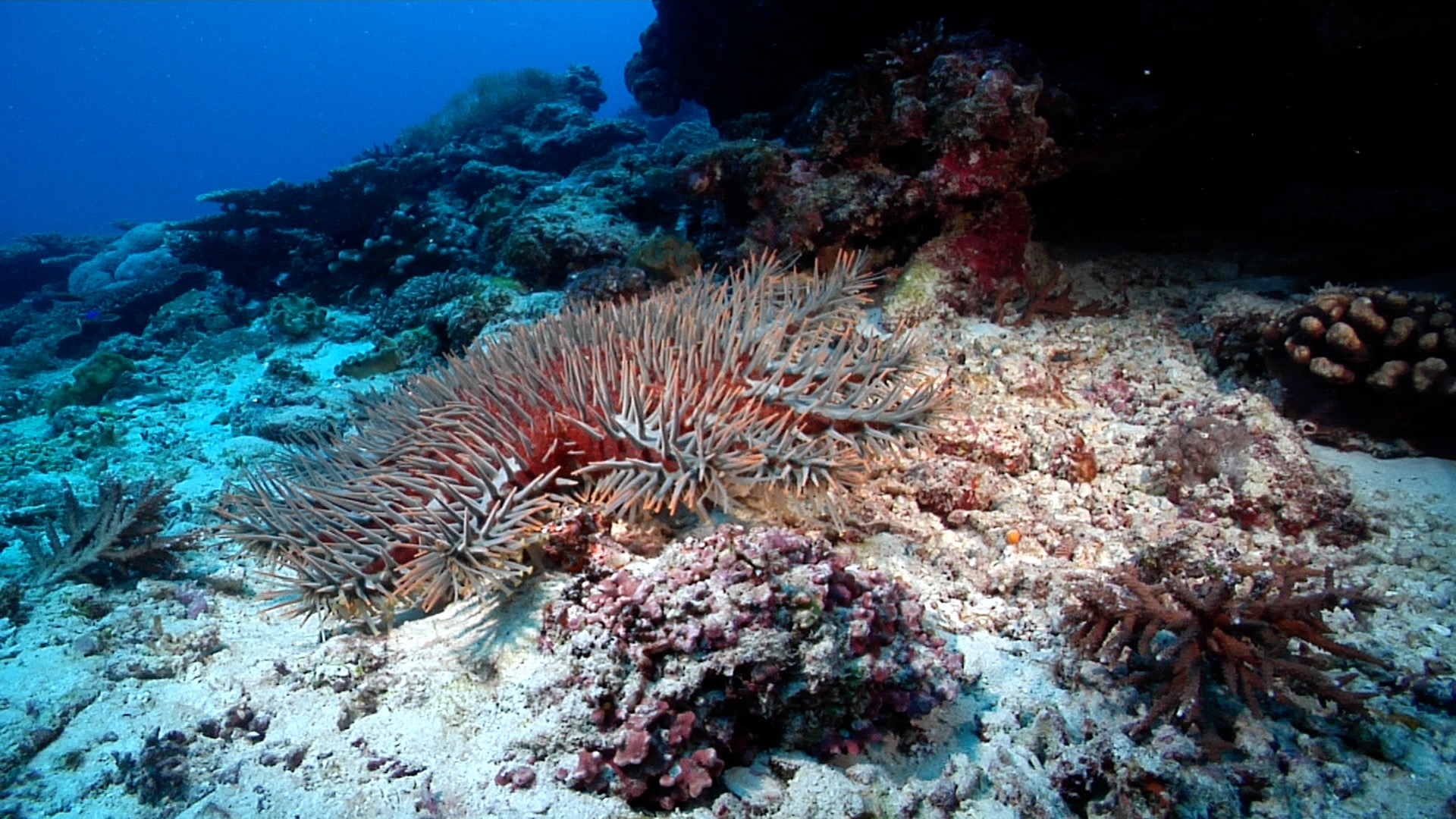 Crown of thorns starfish walking, Acanthaster planci HD, UP20980