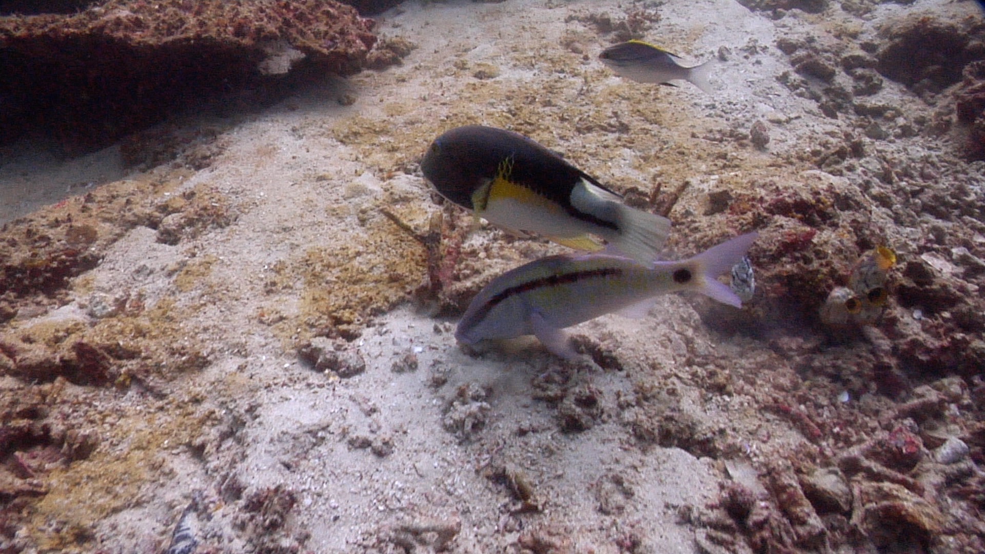 Anchor tuskfish Archives Undersea Productions