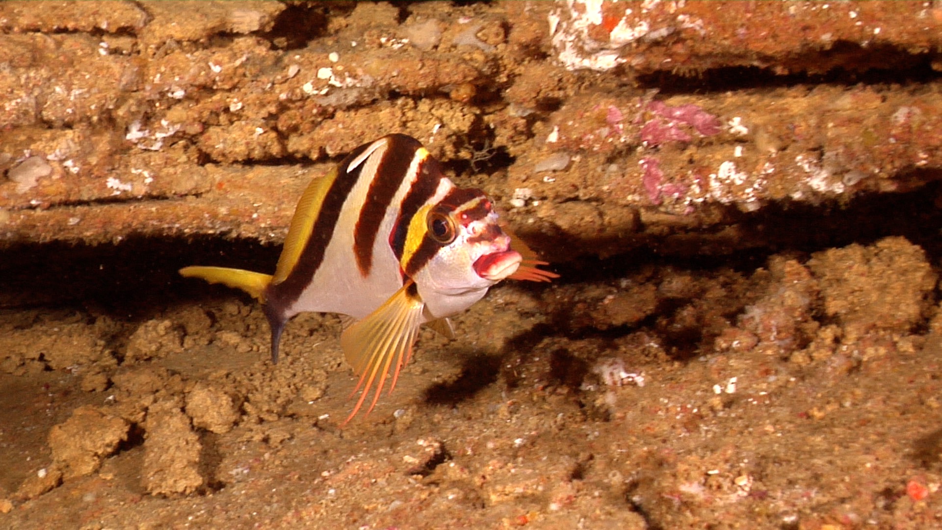 Crested morwong swimming in cavern, Cheilodactylus vestitus HD, UP22769