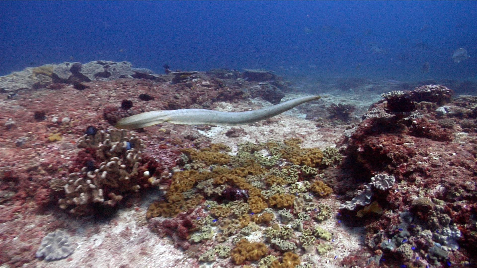 Olive sea snake swimming on shallow coral reef, Aipysurus laevis HD, UP22981