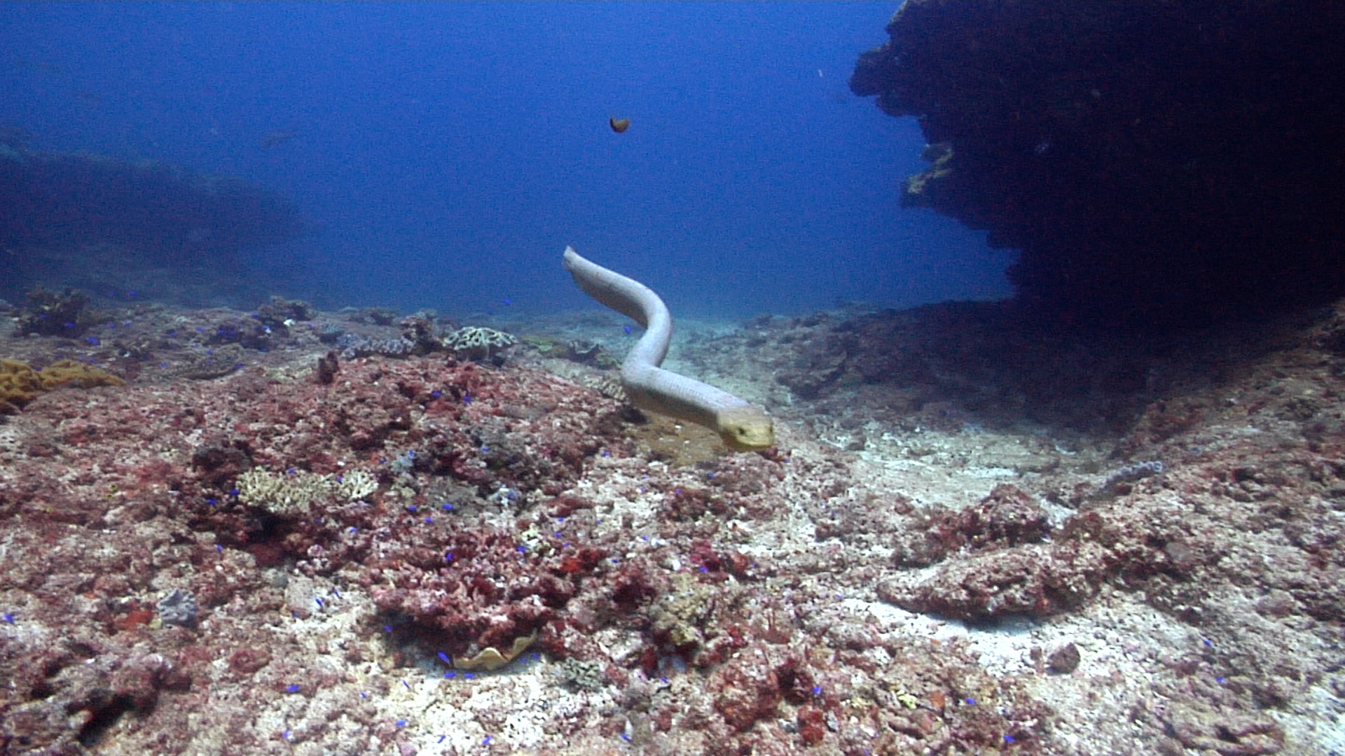Olive sea snake swimming on shallow coral reef, Aipysurus laevis HD, UP22992