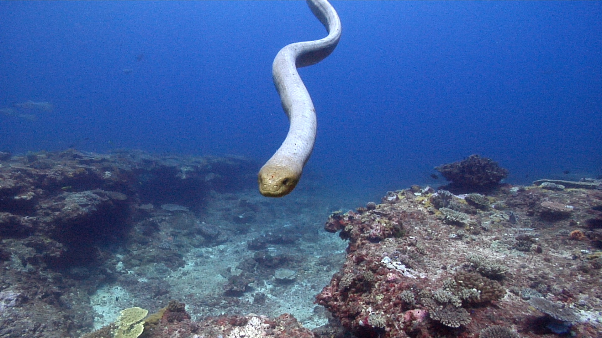 Olive sea snake swimming on shallow coral reef, Aipysurus laevis HD, UP22994