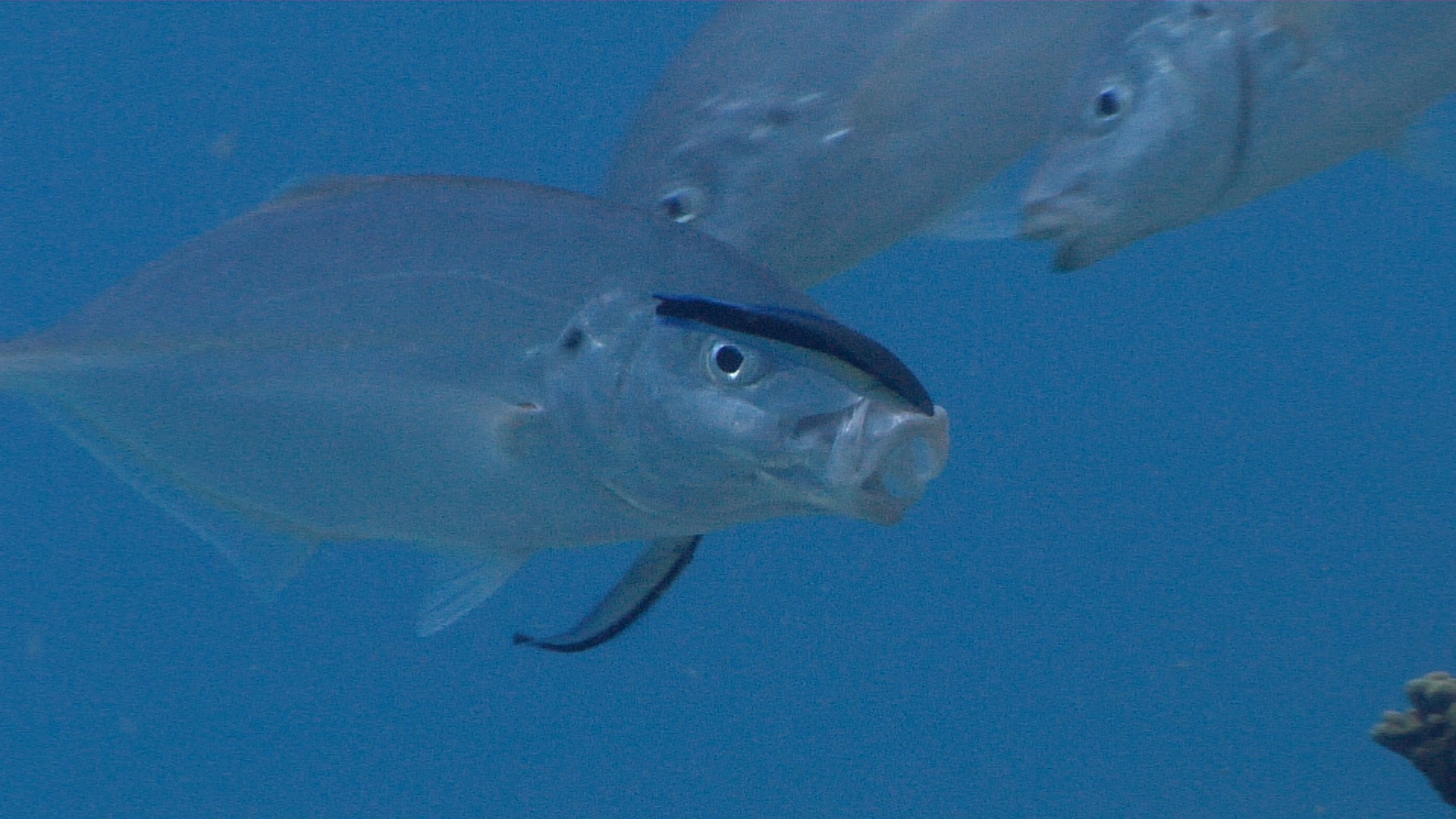 Stock footage of White trevally cleaning and being cleaned on cleaning station, Pseudocaranx dentex HD video 23134.