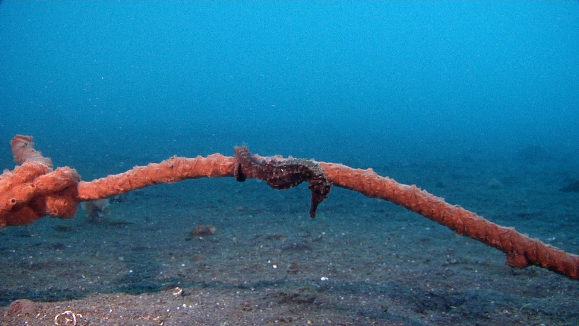Common seahorse swaying on muck, Hippocampus taeniopterus HD, UP23477