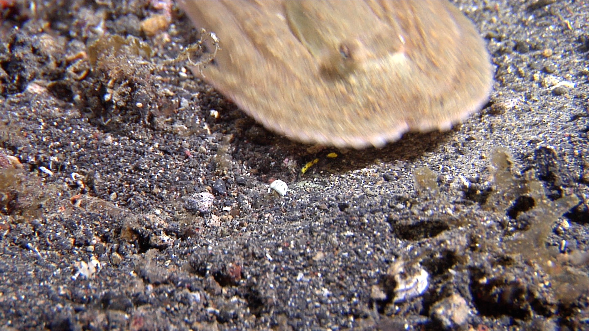 Juvenile unidentified long arm octopus hiding on muck at night, Octopus sp. HD, UP23492