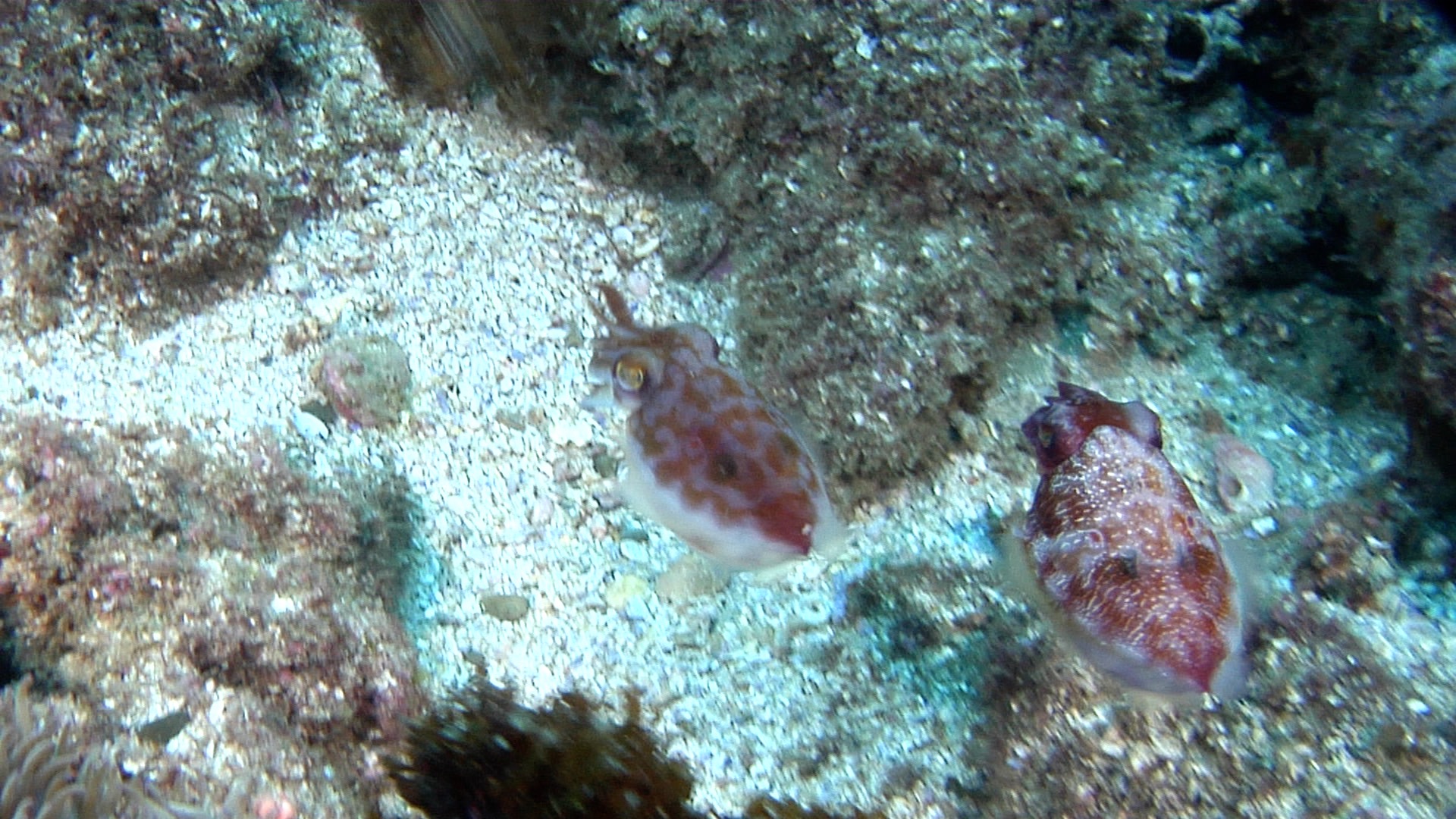 Stock footage of Reaper cuttlefish swimming on rocky gutter, Sepia mestus  HD video 24832., image size:1920x1080