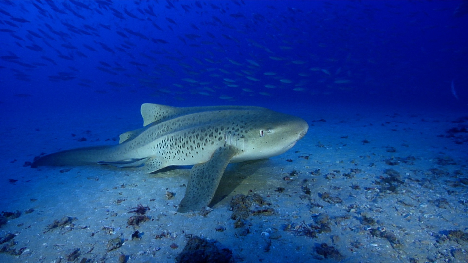 Sand Sharks Shark Movies On Amazon Prime Free Large Shark Toys