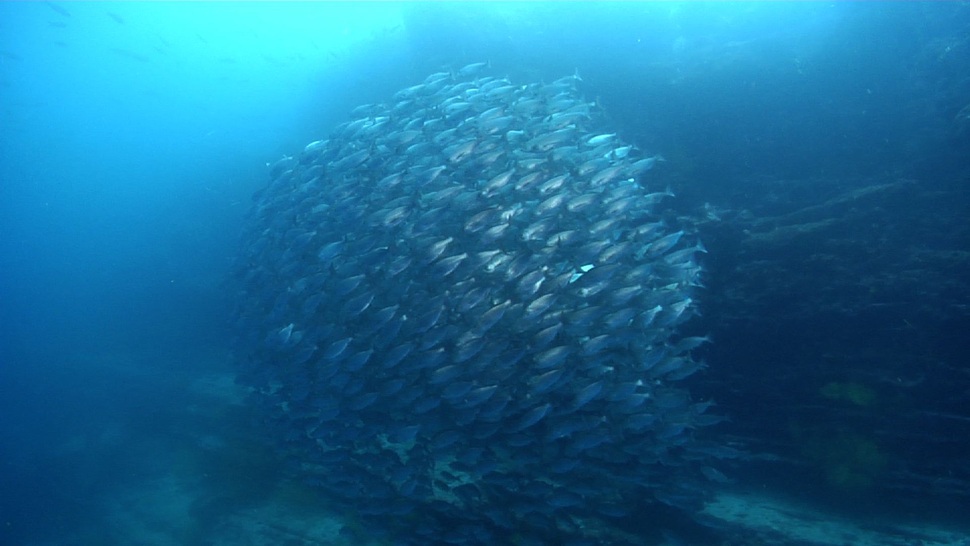 White salema swimming and schooling on wall, Xenichthys agassizii HD, UP26155