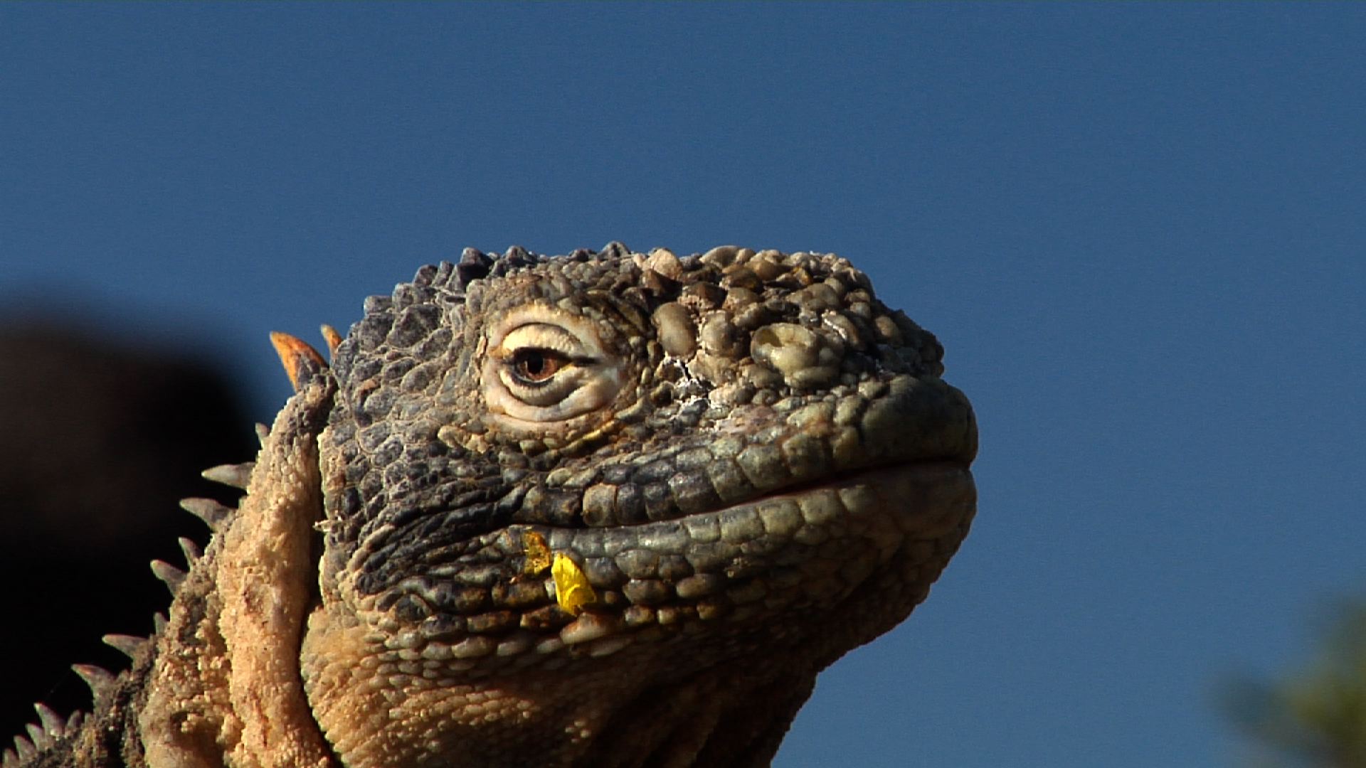 Galapagos land iguana looking around, Conolophus subcristatus HD, UP26403