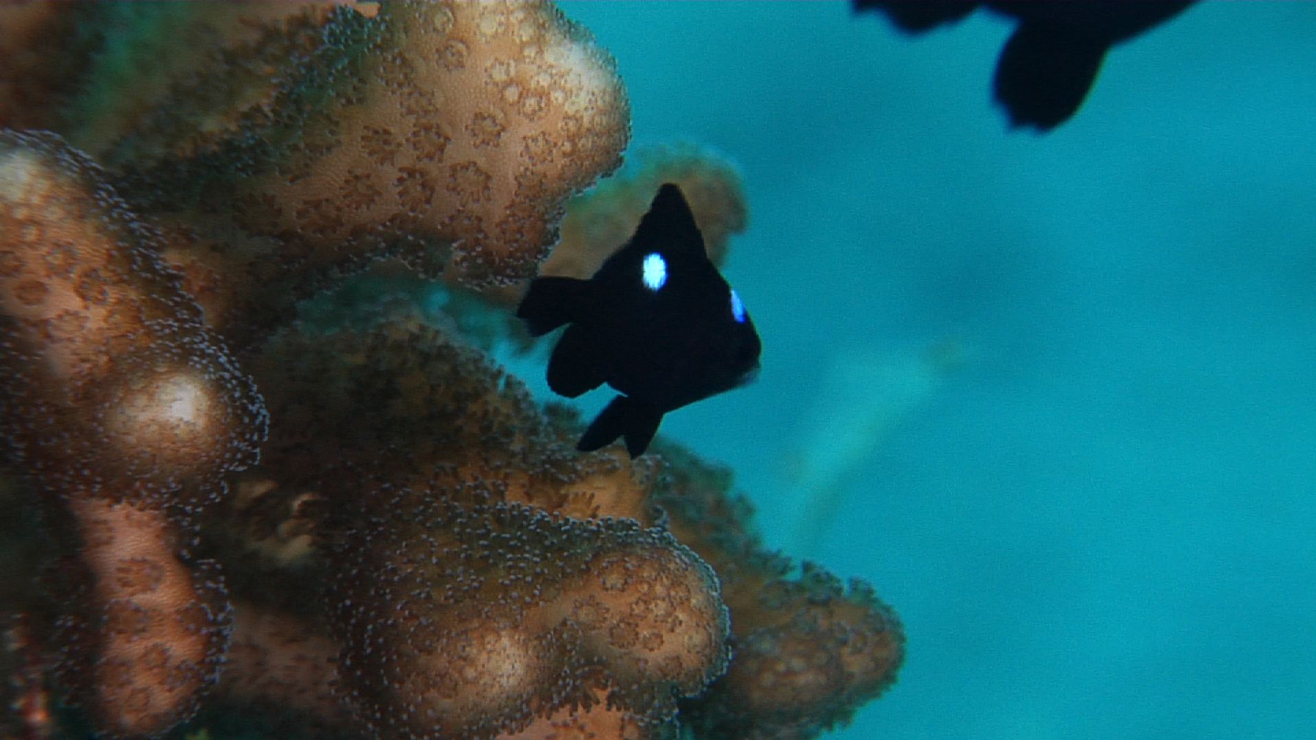 Juvenile Threespot damsel feeding on hard coral microhabitat, Dascyllus trimaculatus HD, UP28116
