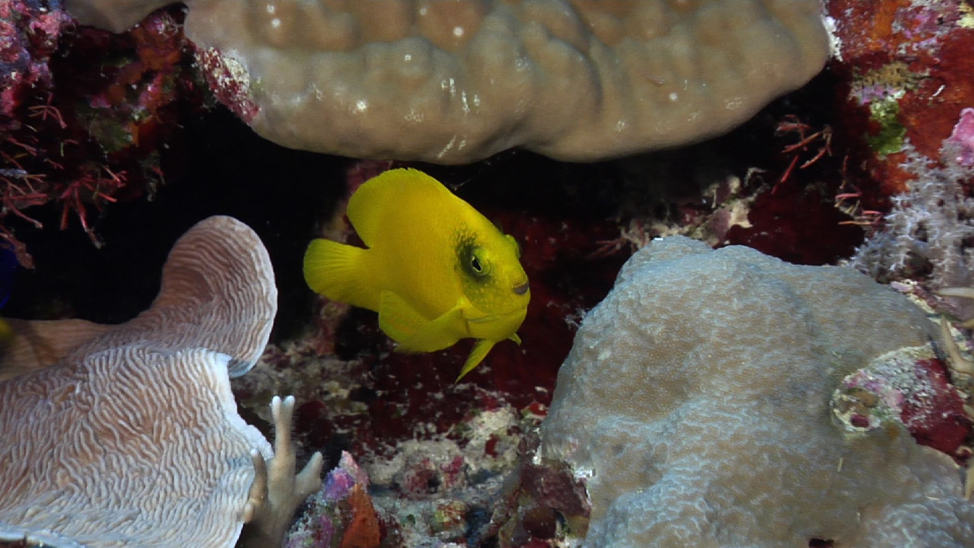 Yellow pygmy angelfish swimming in cavern, Centropyge heraldi HD, UP28771
