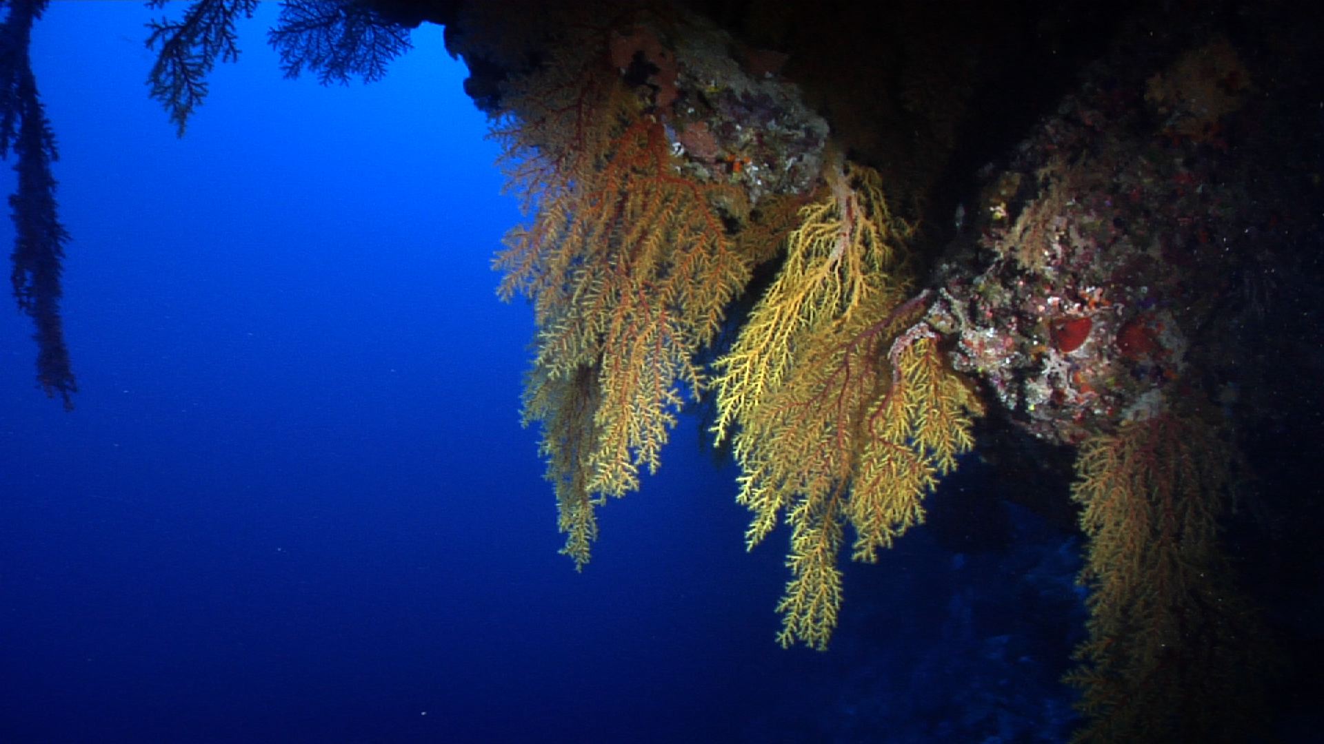 Rainbow hanging soft coral feeding on deep wall, Chironephthya sp. HD, UP28814